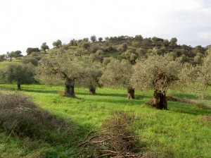 Die Lakudia Olivenhaine sorgen für eine unvergleichliche Qualität