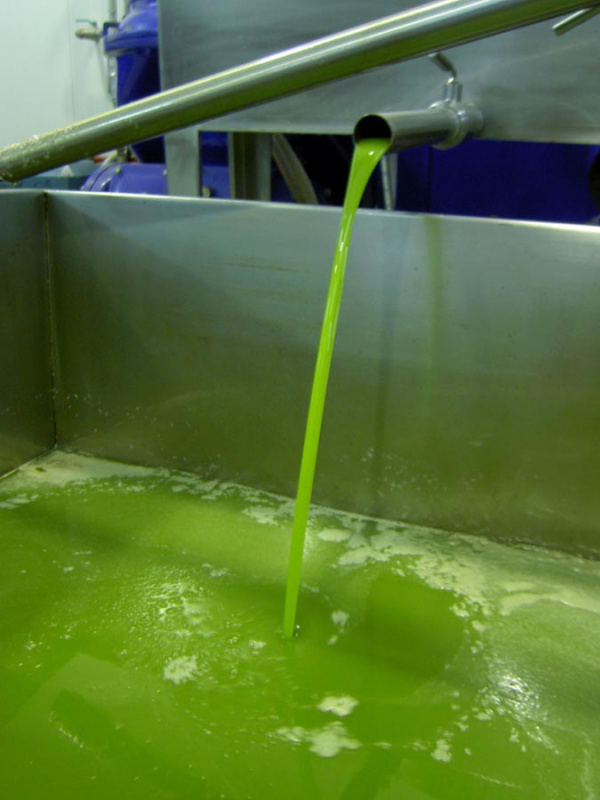 Grünes Olivenöl 2022